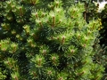 Pinus nigra Lesisko (Tomszak) IMG_0549 Sosna czarna